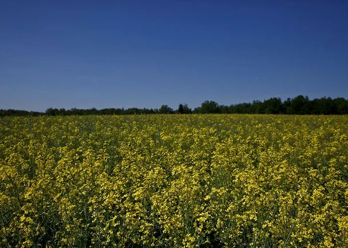 Wichrowe Wzgorze Feriegård Osiek (Lesser Poland)